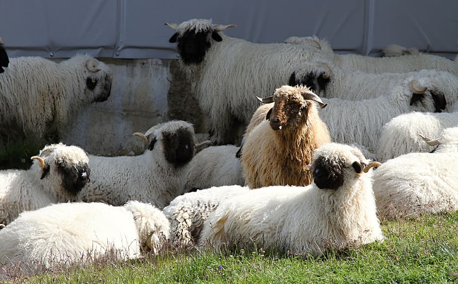 Black, Nose, Sheep, Flock, black nose sheep, herd animals, valais, HD wallpaper