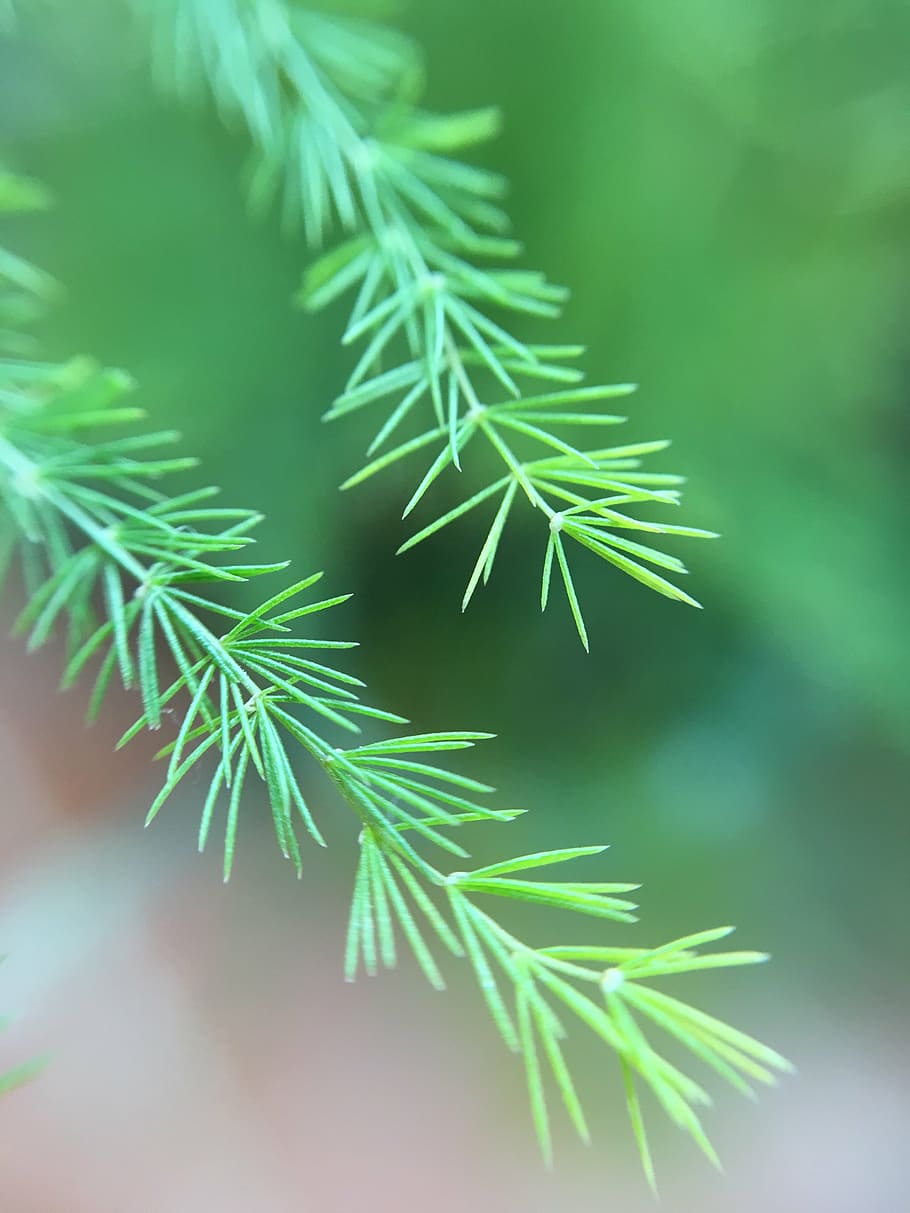 needles, fir tree, leaves, branch, green color, christmas, winter HD wallpaper