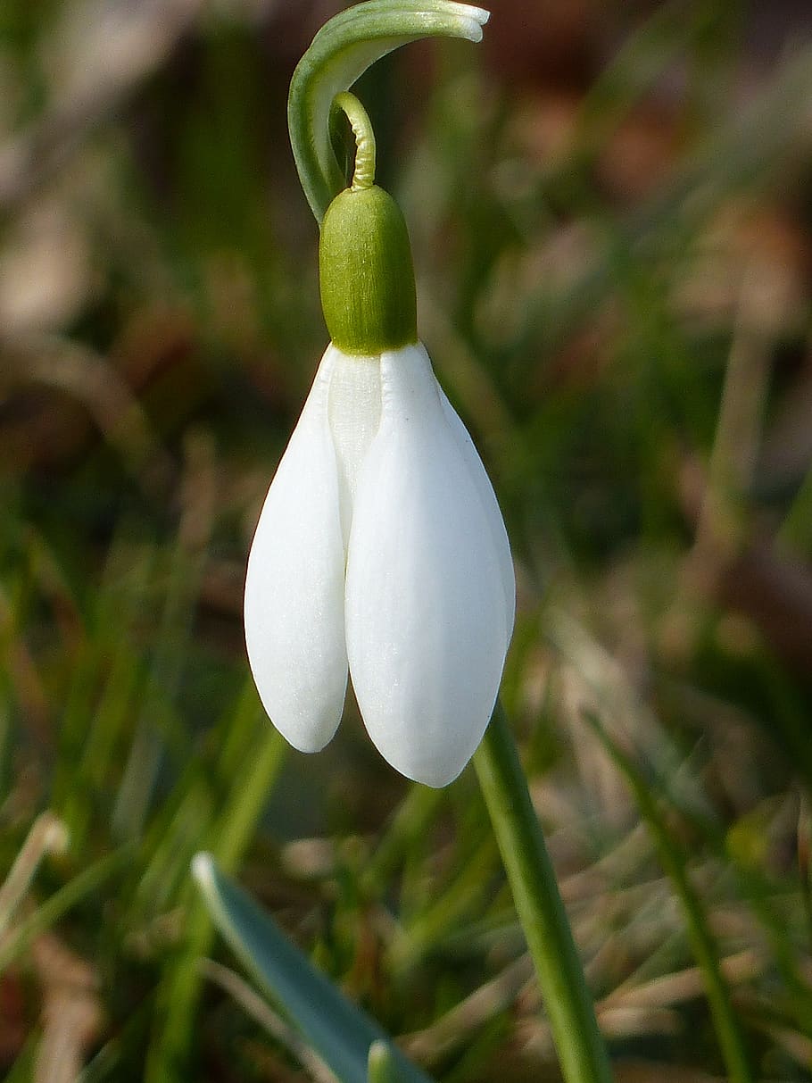 snowdrop, flower, white, grass, green, spring, plant, growth HD wallpaper