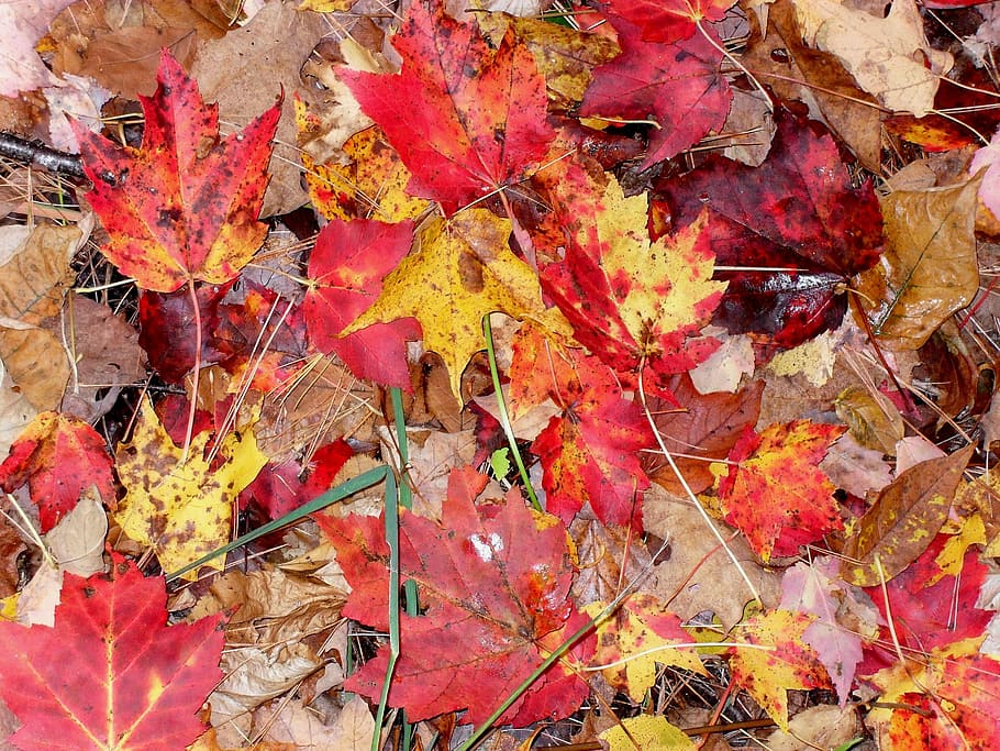 Fall, Leaves, Moist, Season, autumn, orange, red, leaf, color HD wallpaper