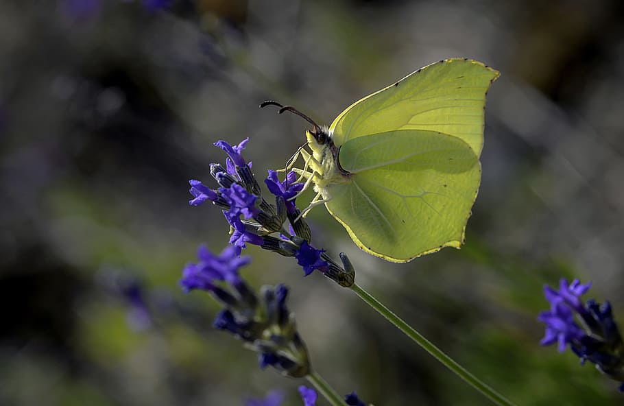 butterfly, wings, flight, nature, insect, life, field, wild HD wallpaper