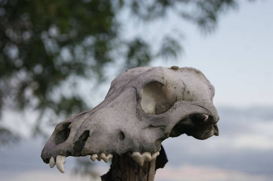 Sky, Skull, Stubborn, animal skull, no people, day, close-up HD wallpaper