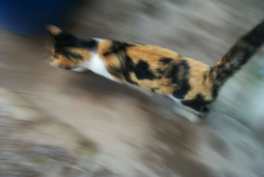 cat, speed, feline, blurred motion, one animal, mammal, running HD wallpaper