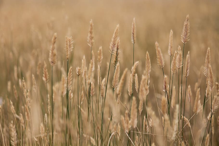 selective focus photography of wheat field, brown wheat field during daytime HD wallpaper