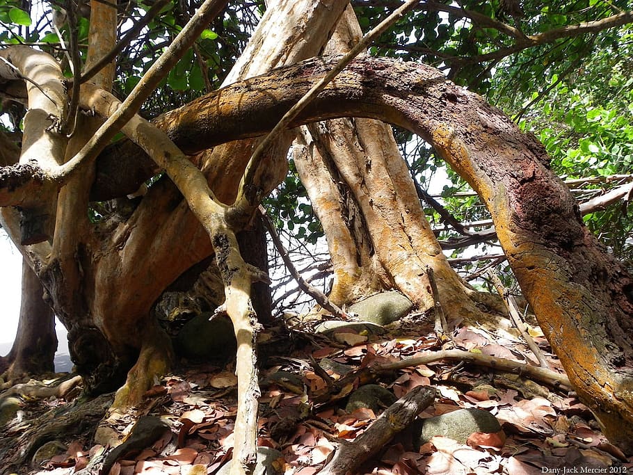 trunks, trees, roots, bark, plant, natural, branch, timber HD wallpaper