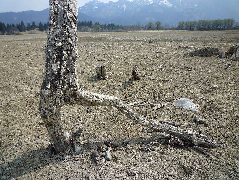gnarled, wood, tree, old, dead plant, branches, nature, arid HD wallpaper