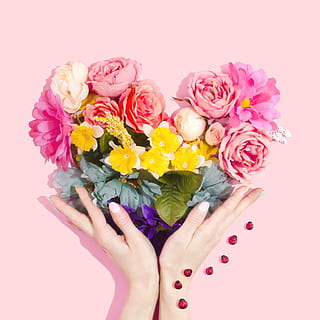person holding bouquet of flower, person holding pink rose flowers and yellow daffodil flowers HD wallpaper