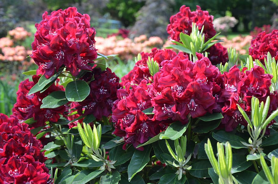 nature, plant, rhododendron, flowering plant, freshness, beauty in nature HD wallpaper