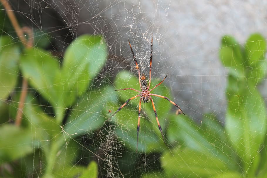 spider, silver cove, seychelles, spider web, fragility, animal themes HD wallpaper