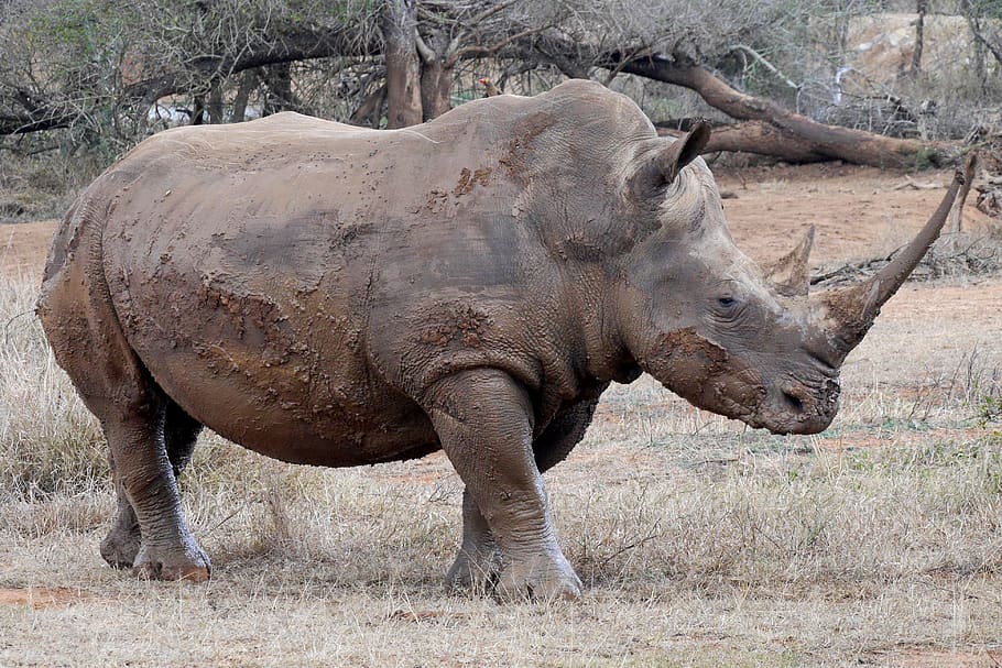 rhino, big-five, africa, big game, animal world, pachyderm, HD wallpaper