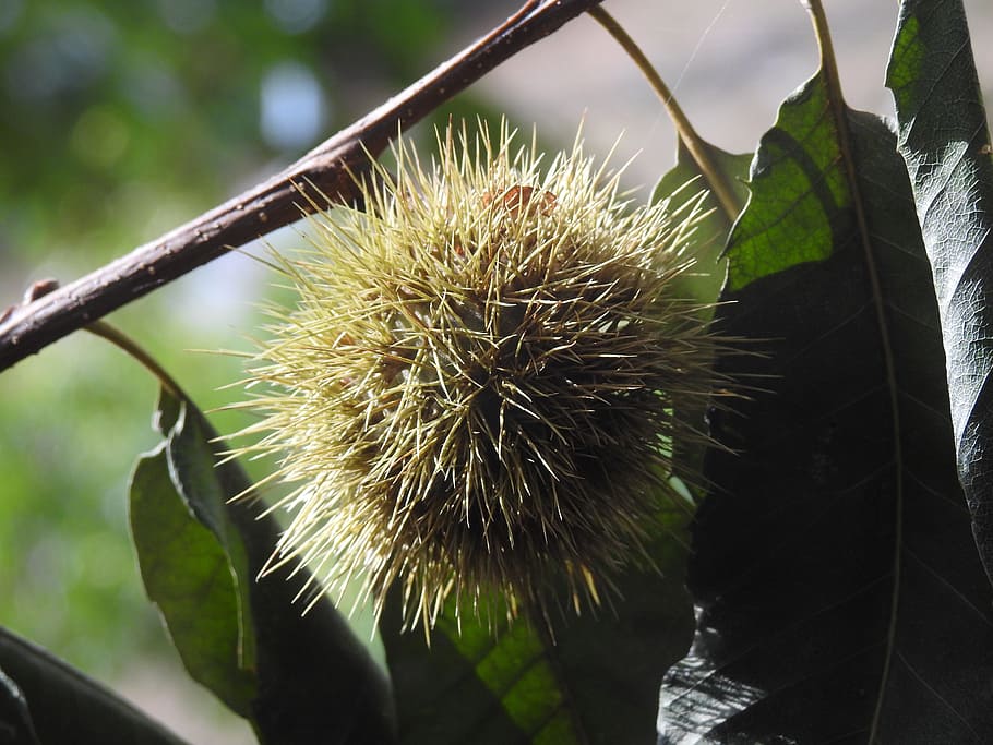 chestnut, curly, needles, plant, nature, growth, no people HD wallpaper