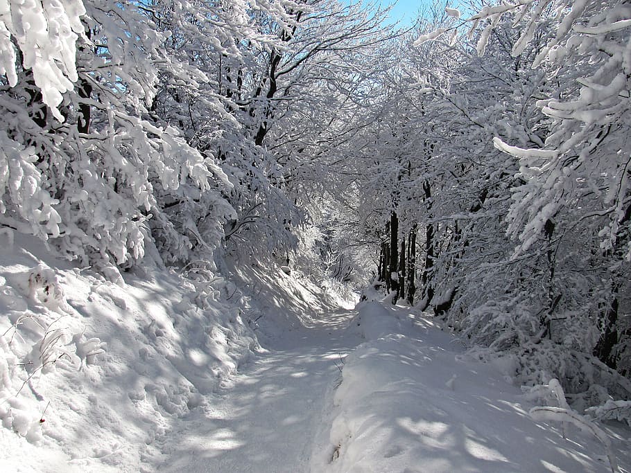 trees and pathway covered with snow, forest, winter, landscape HD wallpaper