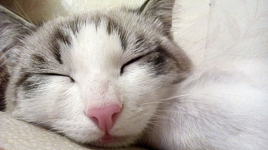 close up photo of white and black fur cat, sleeping cat, pets HD wallpaper