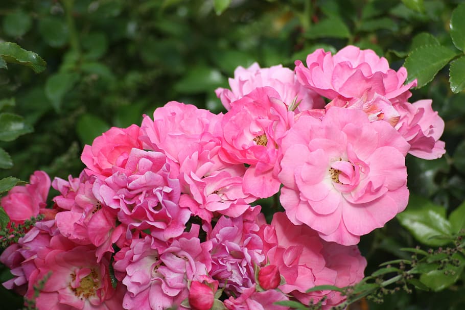 advanced roses, flowers, fall, flowering plant, pink color HD wallpaper