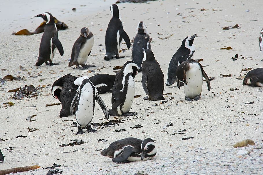 Penguin, Cute, Cuddly, Beautiful, Beach, boulders beach, penguins HD wallpaper