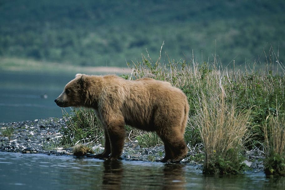 brown bear on body of water, standing, profile, wildlife, nature HD wallpaper