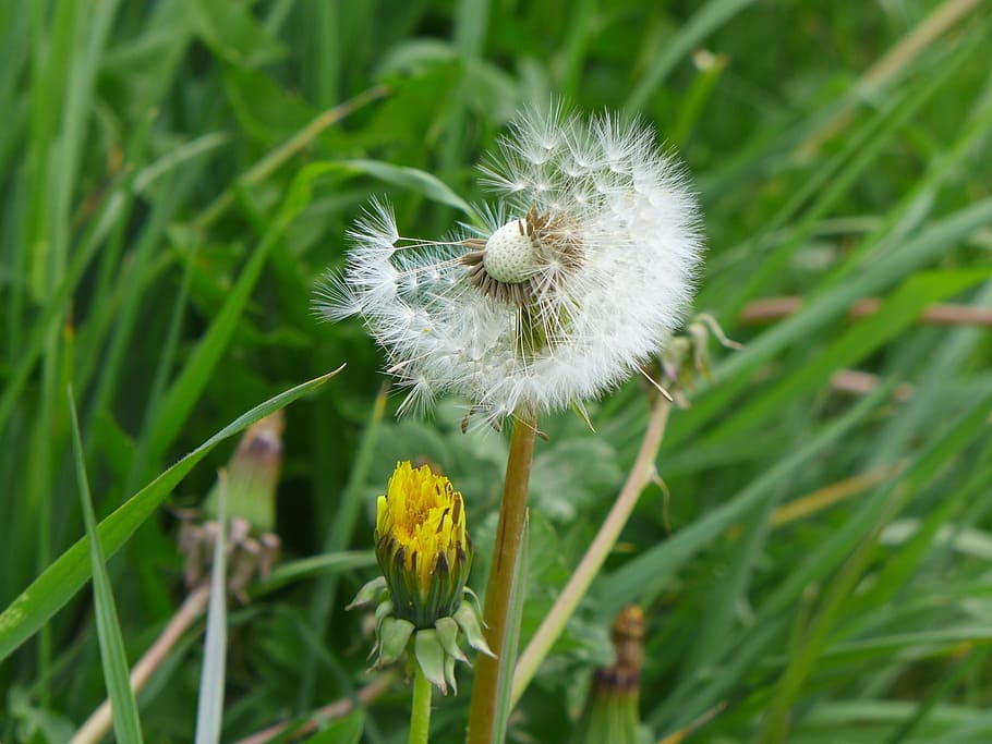 Dandelion Clock, Spring, plant, flower, seed, weed, meadow HD wallpaper