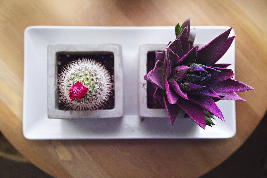 flatlay photograph of pink and purple succulent and cactus plant, potted purple plant and cactus HD wallpaper