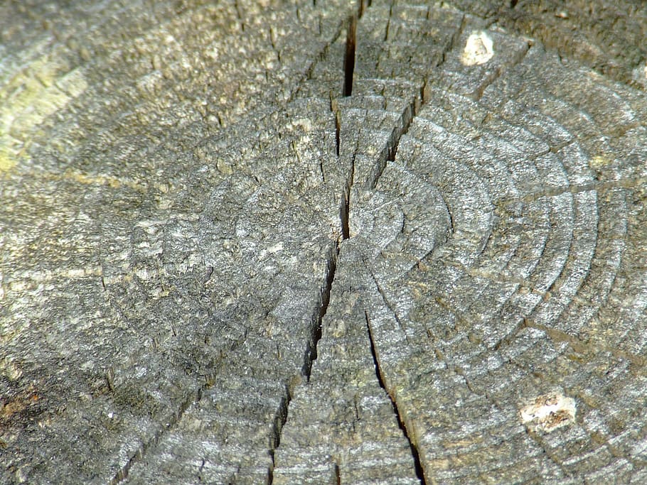ring, rings, strain, stump, wooden, knot, tree stump, bark HD wallpaper