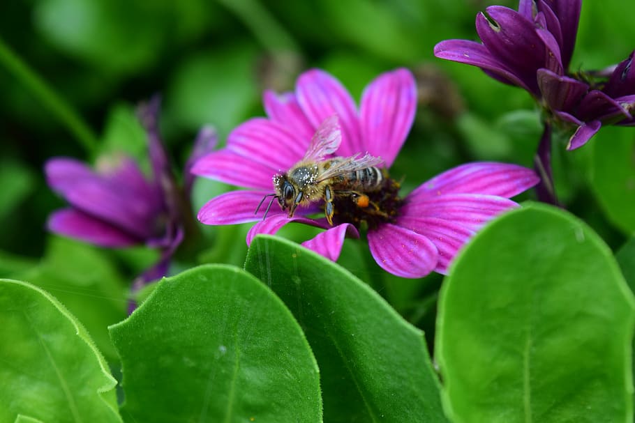 composites, bee, old bee, pollen, collect, food, hungry, tired HD wallpaper