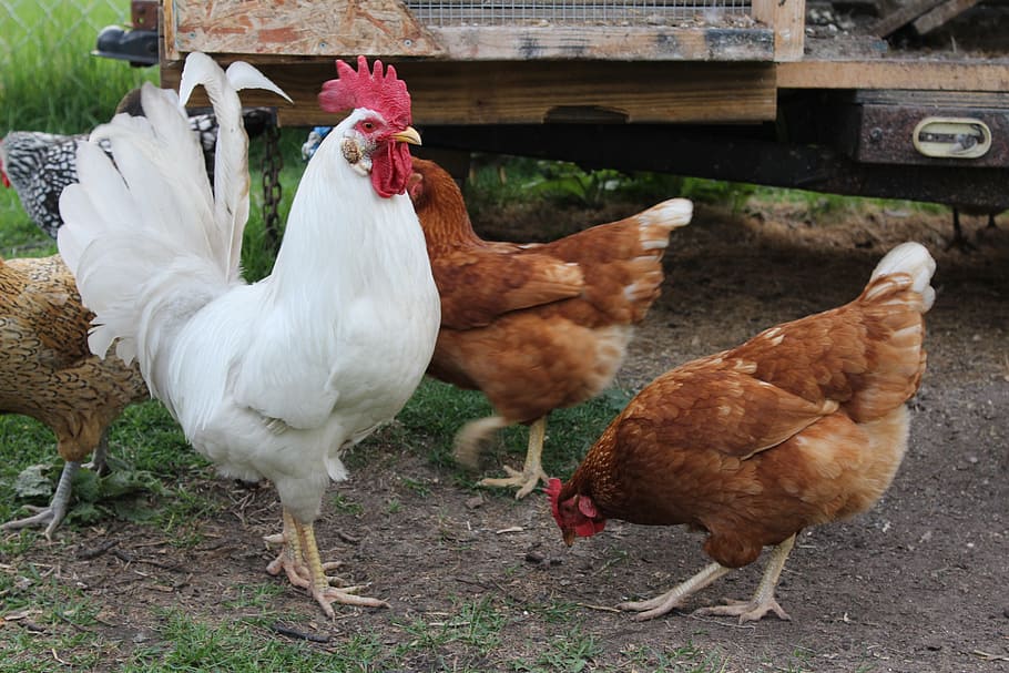 flock of roosters, chicken, hen, peck, farming, fresh eggs, bird