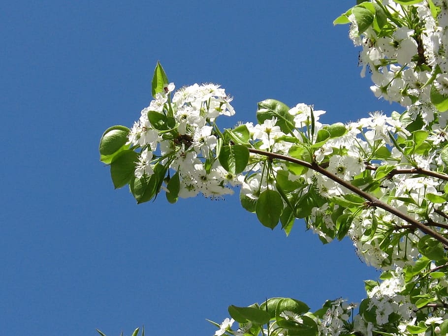 spring, flowering, tree, flowers, seasons, white, nature, branch HD wallpaper
