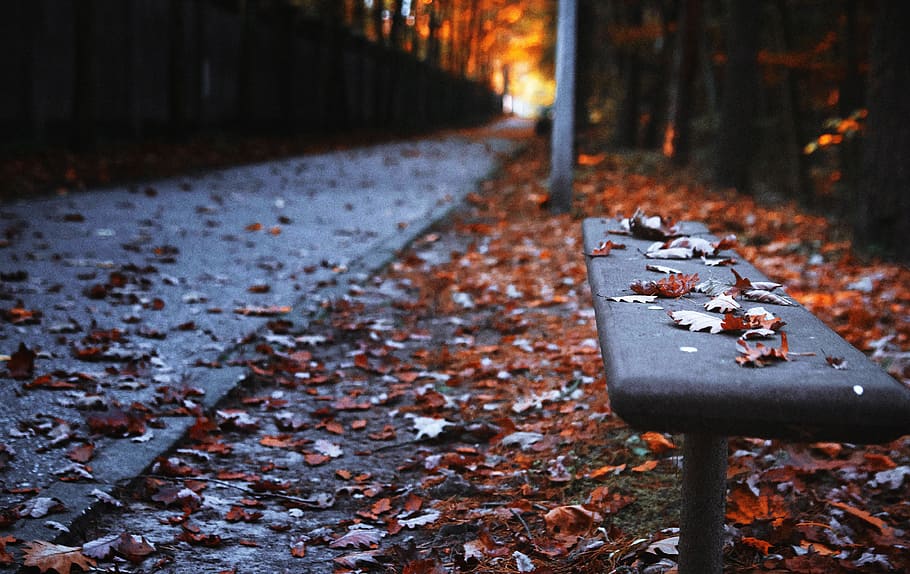 rule of thirds photography of bench, autumn, the path, park, leaf, HD wallpaper
