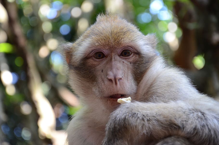 monkey, face, zoo, primate, animal, mammal, animal wildlife HD wallpaper