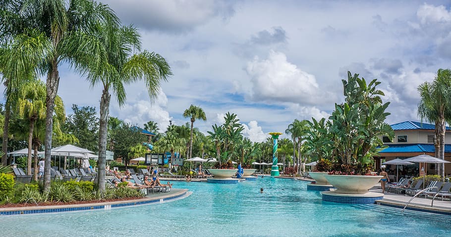 people relaxing beside the pool near palm tree, resort, tropical, HD wallpaper