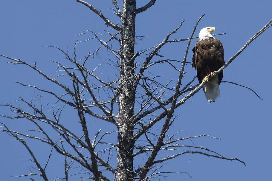 Bald Eagle, Dead Tree, Branches, sitting, bird, predator, beautiful HD wallpaper