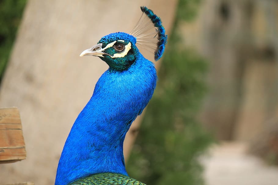 peacock, blue, beautiful, zoo, ave, colorful, animal, turkey, HD wallpaper
