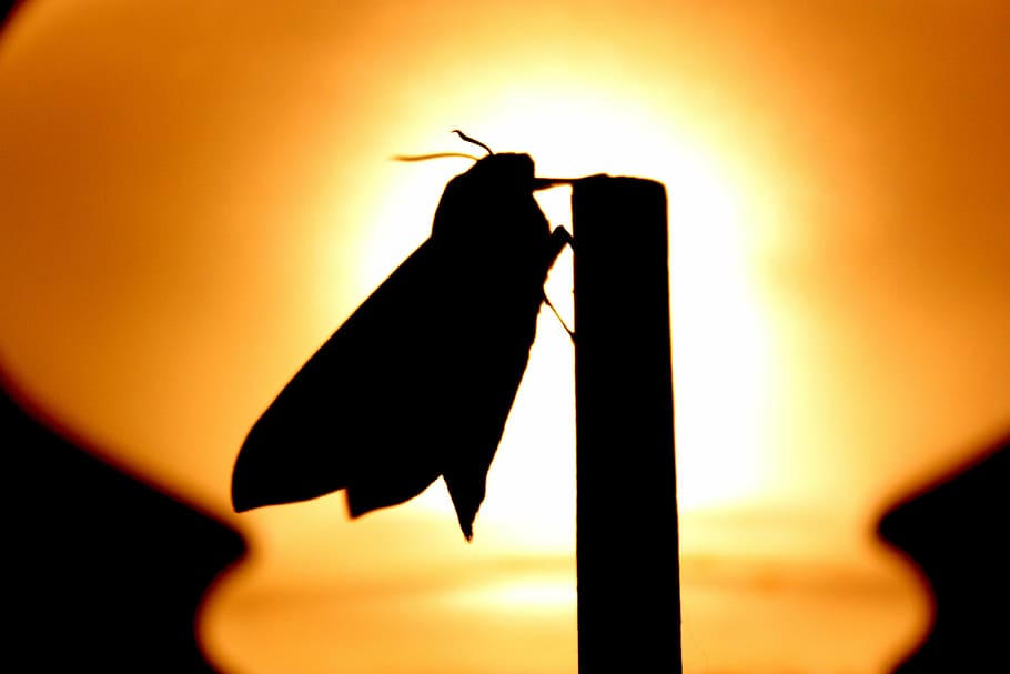 butterfly, insect, macro, brown, closeup, nature, silhouette HD wallpaper
