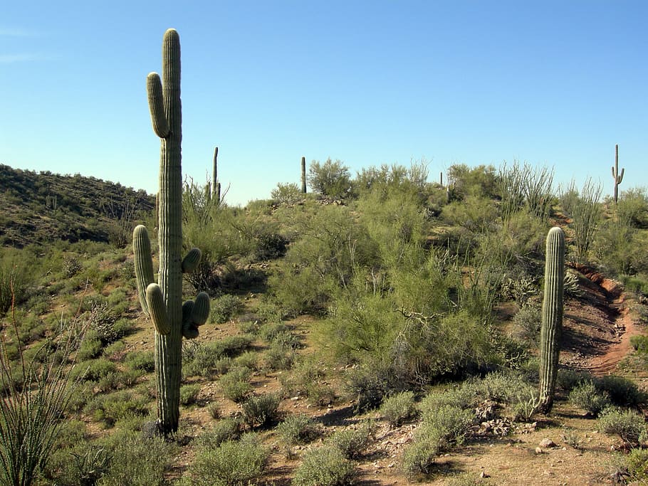 Sonoran desert cactus 1080P, 2K, 4K, 5K HD wallpapers free download ...
