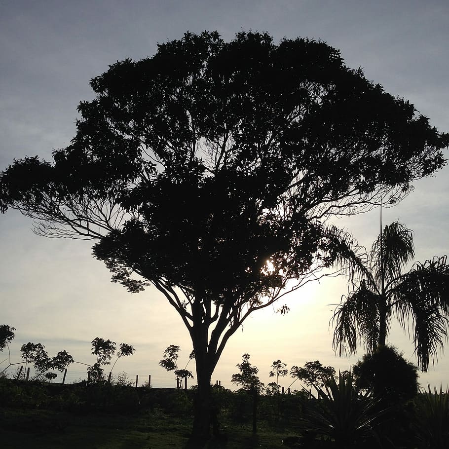 Annapolis, Tree, Dawn, silhouette, no people, cloud - sky, outdoors HD wallpaper