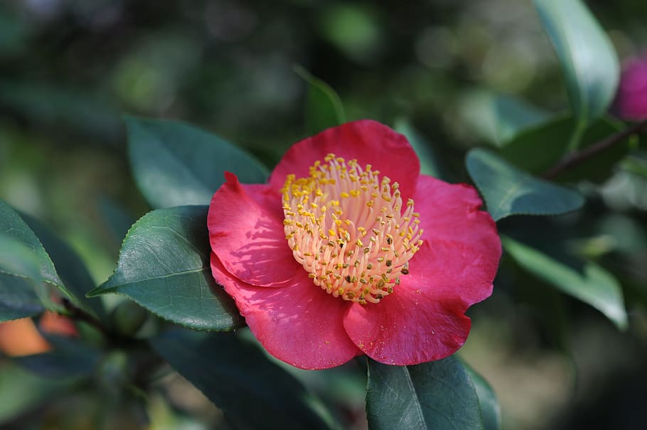 Flower, Locarno, camelia, park of the camellias, petal, nature