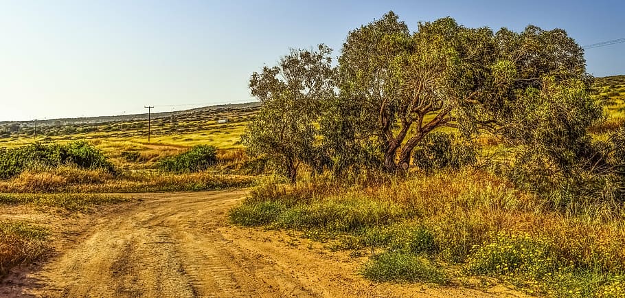 dirt road, tree, landscape, scenery, nature, rural, countryside HD wallpaper