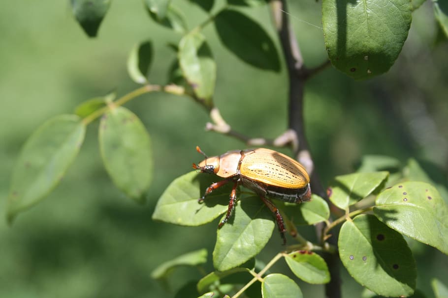 Insect, Beetle, Wildlife, Bug, Small, colorful, antennae, thorax HD wallpaper