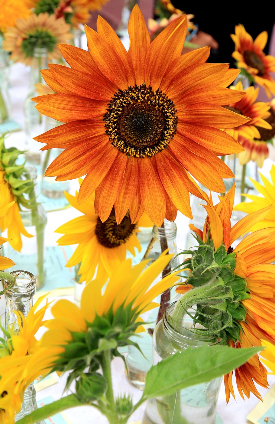 sunflower, display, flowering plant, petal, fragility, vulnerability HD wallpaper