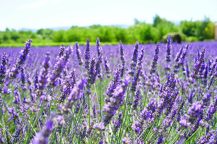 purple lavender flower field, lavender flowers, violet, flora