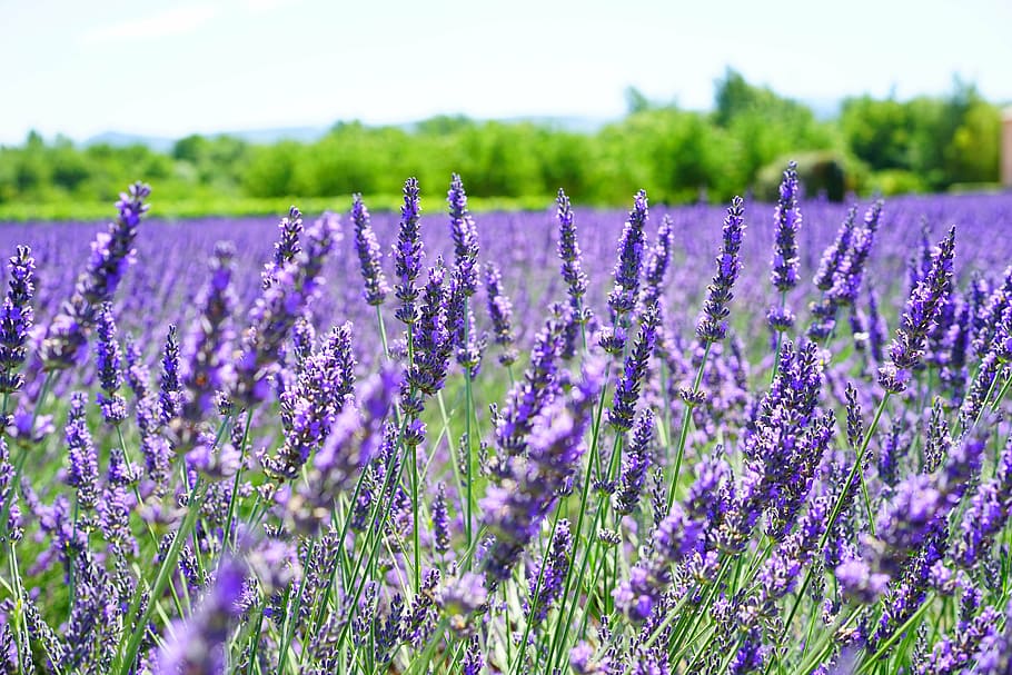 5120x2880px | free download | HD wallpaper: purple lavender flower ...