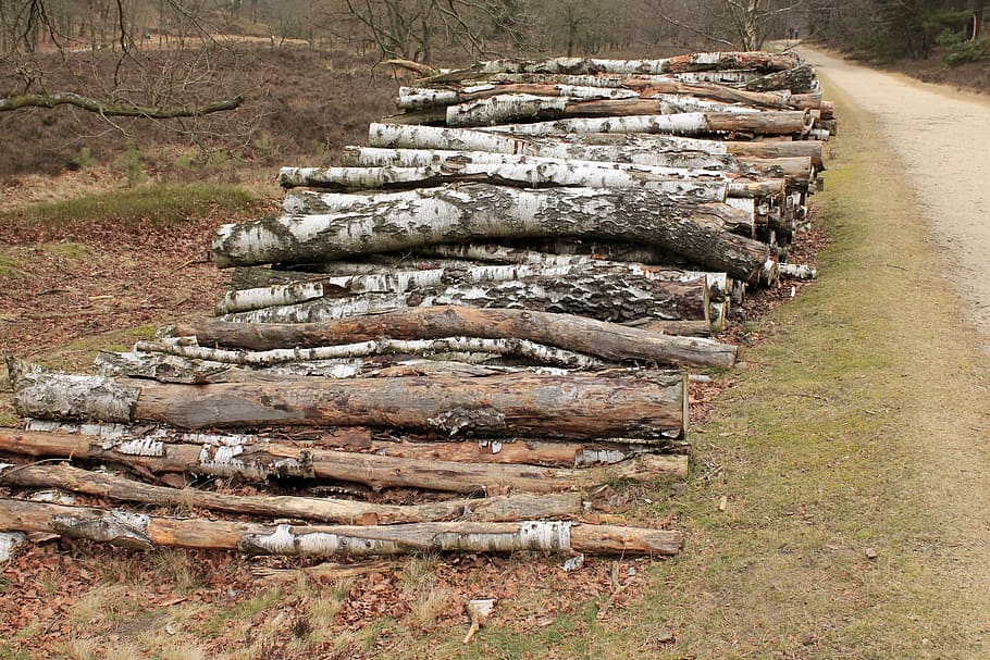 cut the logs, stacked, birch, forestry work, sawed off, trees HD wallpaper