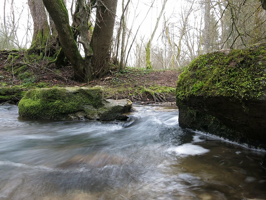 bach, moss, water, forest, tree, plant, nature, motion, scenics - nature HD wallpaper
