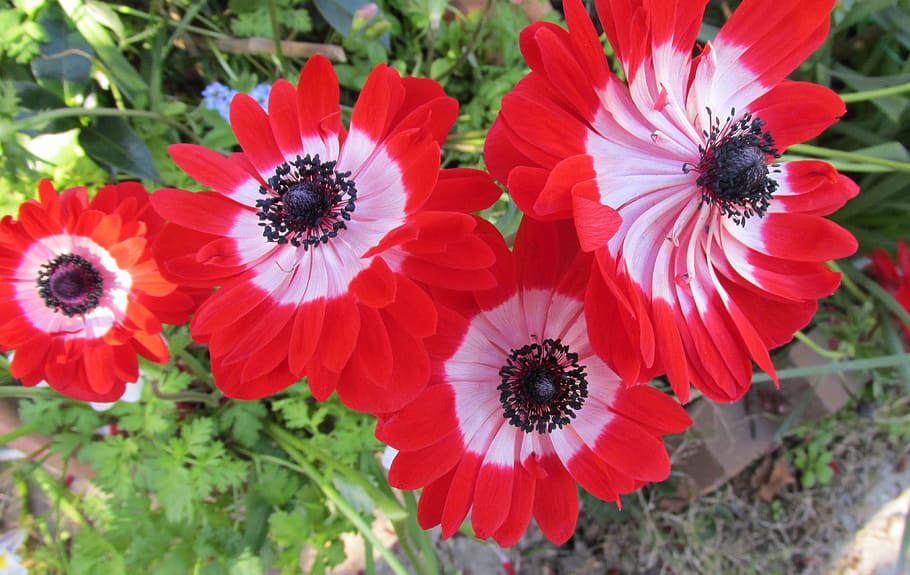 anemone, red, flower, bulb, flowering plant, freshness, fragility HD wallpaper