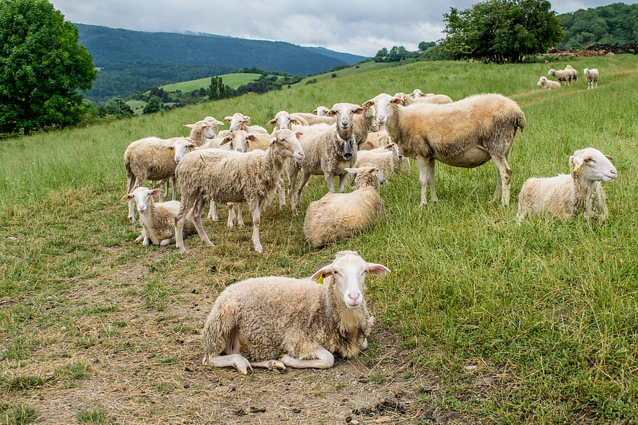 herd of sheep on green grass, Spain, Santiago, Path, Road, Ride HD wallpaper