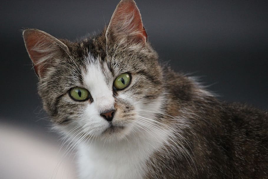 cats, wild, domestic cat, animal, pets, mammal, animal themes HD wallpaper
