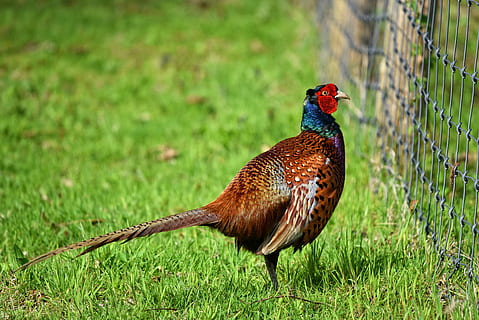 brown and red bird on grass field, common pheasant, ring necked pheasant HD wallpaper