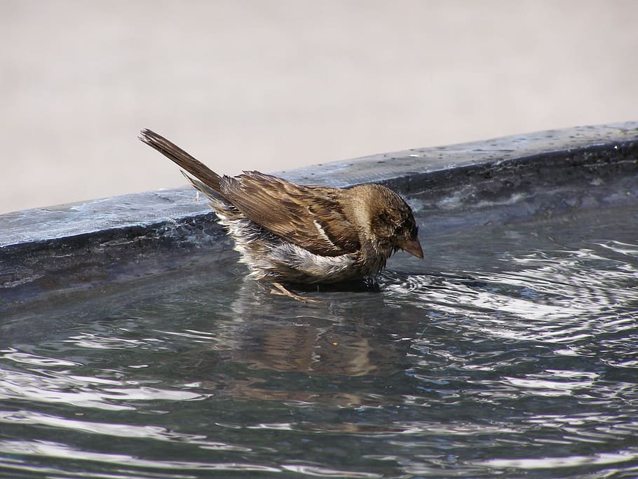 bird, bath, water, sparrow, one animal, animal themes, animal wildlife HD wallpaper