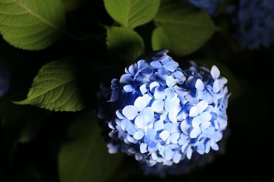 hydrangea, flowers, park, july, june, the four seasons, flowering plant HD wallpaper