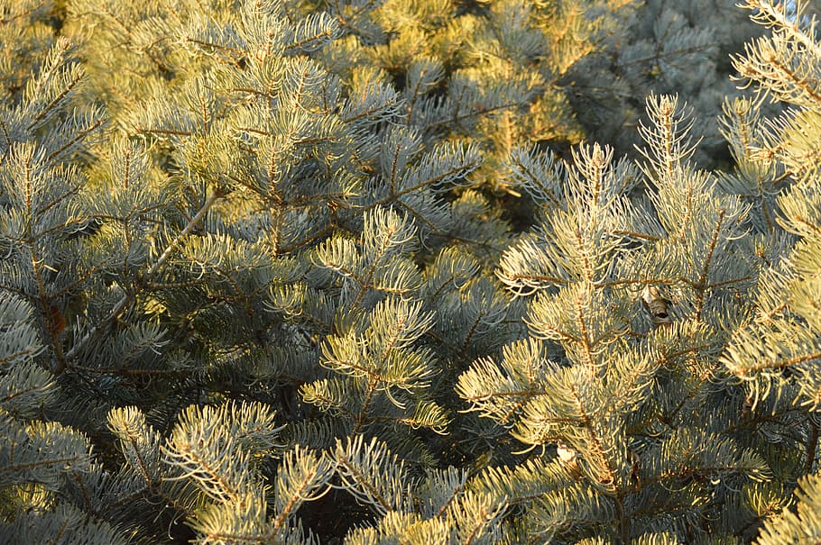pine tree, branches, needles, nature, patterns, foliage, outdoors HD wallpaper