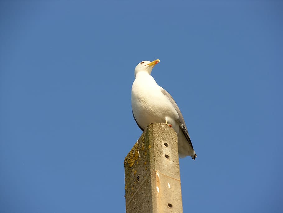Bird, Nature, Sky, animal themes, one animal, animals in the wild HD wallpaper